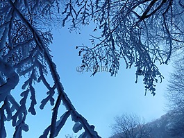 樹,分支機(jī)構(gòu),審美