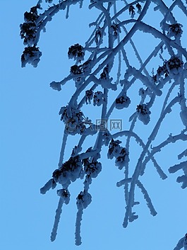 樹,分支機構(gòu),審美