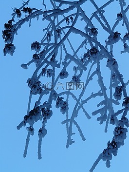 樹,分支機構(gòu),審美