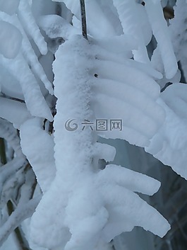 分支機構,審美,霜