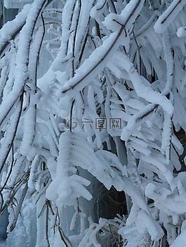 分支機構(gòu),審美,霜