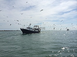 小船,傳統的捕魚,海鷗