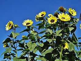 花园向日葵,蓝蓝的天空,鲜花