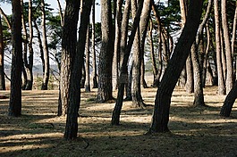 松,森林,大自然