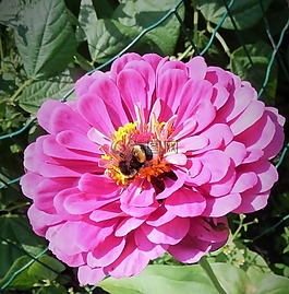 花,昆蟲(chóng),性質(zhì)