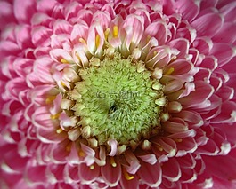 非洲菊,關閉,花瓣