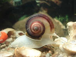水族館,蝸牛,planorbarius corneus