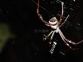 蜘蛛,蜘蛛網(wǎng),昆蟲(chóng)