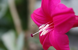 红色的花,小,被宠坏的