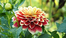 花,大麗花,花園