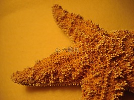 海星,橙,關(guān)閉