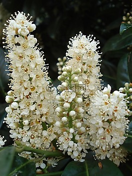板栗,kastanienbuete,白