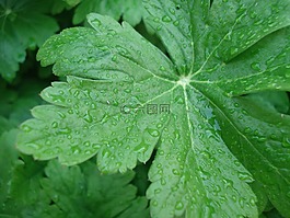 葉子,雨,性質(zhì)