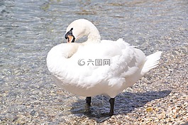 天鵝,白,鳥