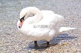 天鵝,白,鳥