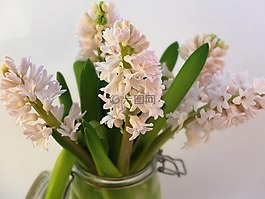 粉紅色,風(fēng)信子,春