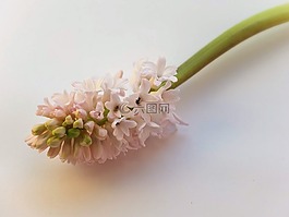 風(fēng)信子,粉紅色,花