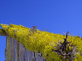 宏,性質(zhì),苔