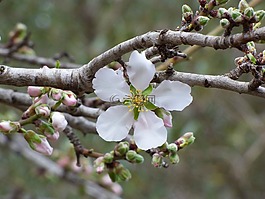 花,杏仁樹(shù),爆發(fā)