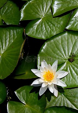 花,粉紅色,植物區(qū)系