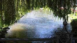 樹,水,鏡像
