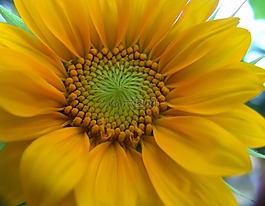 太陽(yáng)花,黃色,花