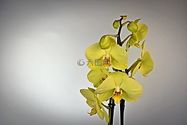 蘭花,花,開(kāi)花