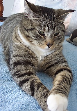 猫,猫的,爪子