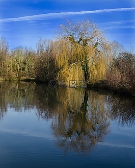 楊柳樹,thorney,湖泊