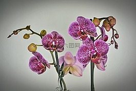 蘭花,花,開花