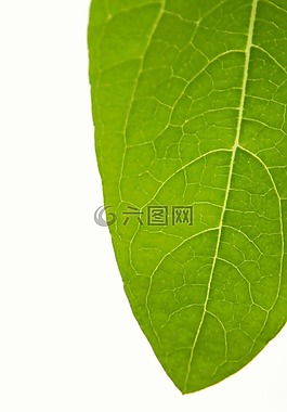 葉,自然,植物