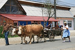農(nóng)民,羅馬尼亞,牛