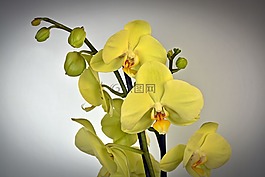 蘭花,花,開(kāi)花