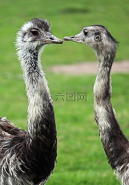 動物,背景,鳥嘴