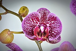 蘭花,花,開花