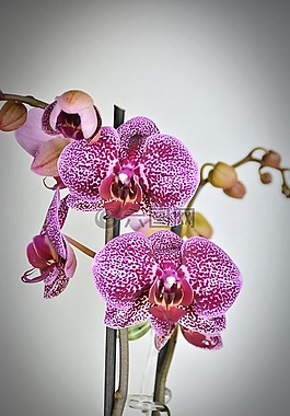 蘭花,花,開花