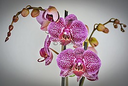 蘭花,花,開花