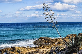 樹(shù),海岸,景觀