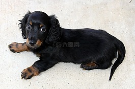 長(zhǎng)長(zhǎng)的頭發(fā),臘腸犬,小狗