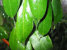凍結(jié),冰雨,冷