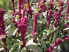 紫,花,开花