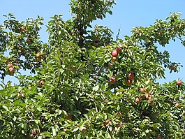 蘋果樹(shù),皇冠,水果