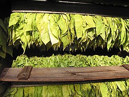 煙草,煙草葉片,煙草嚴(yán)重