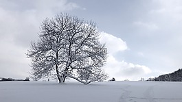 樹,雪,冬天
