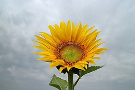 向日葵,黃色,花
