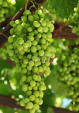 葡萄,農(nóng)業(yè),群集