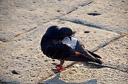 鴿子,鳥,審查