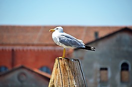 海鷗,鳥,水禽