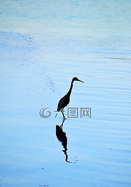 蒼鷺,水禽,鏡像