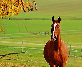 馬,動物,騎
